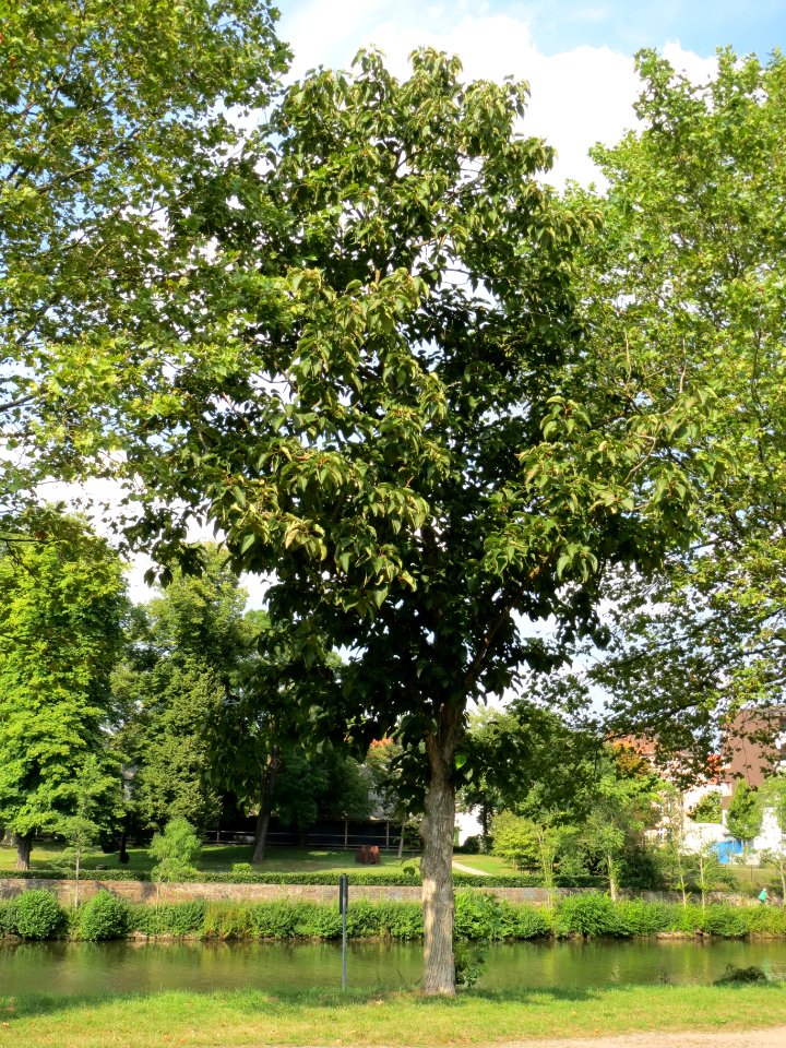 20130830Catalpa_bignonioides1