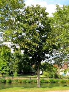 20130830Catalpa_bignonioides1