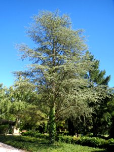 20130905Zeder_Friedhof_Hockenheim1