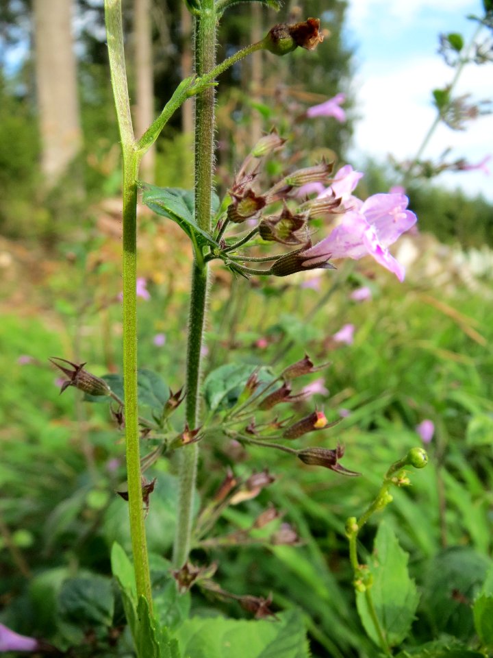 20130906Calamintha_menthifolia2
