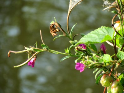 20130830Epilobium_hirsutum1