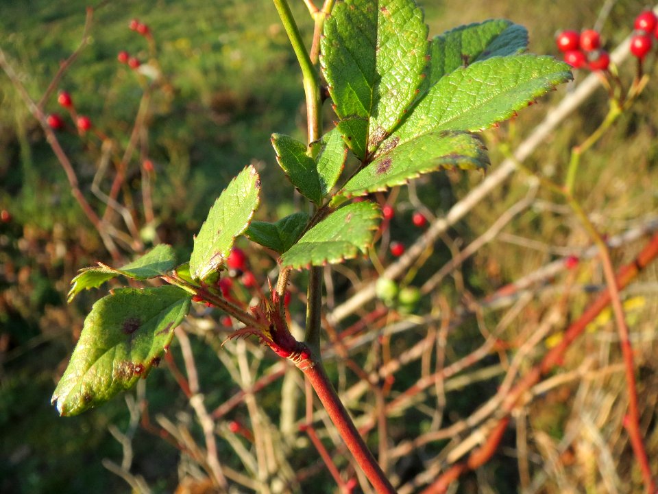 20131209Rosa_multiflora_Reilingen6