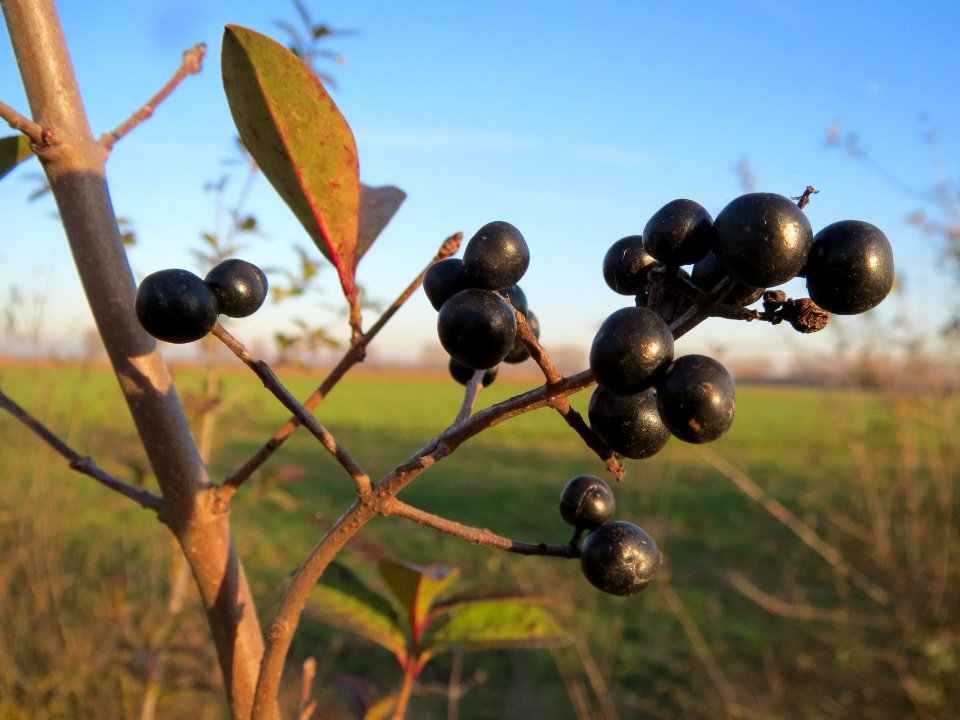 20131210Liguster_Reilingen2