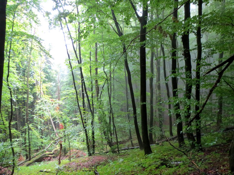 20130912Sonnenberg