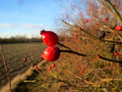 20131209Rose_Hockenheim4