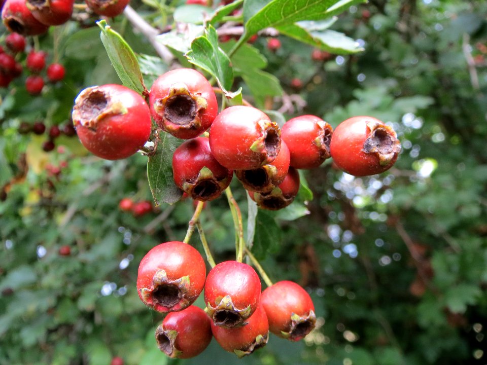 20130827Crataegus_monogyna4
