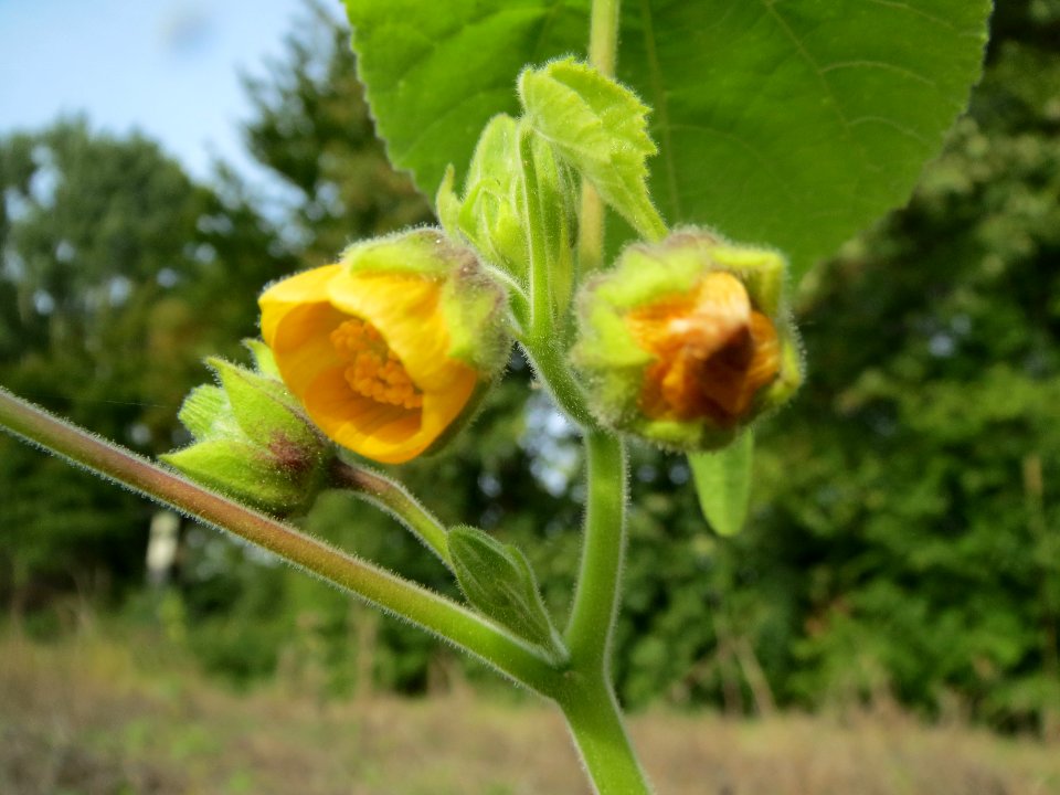 20130921Abutilon_theophrasti04