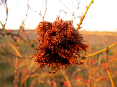 20131209Rosengallwespe_Reilingen2