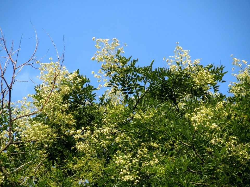 20130829Styphnolobium_japonicum1
