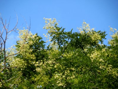 20130829Styphnolobium_japonicum1