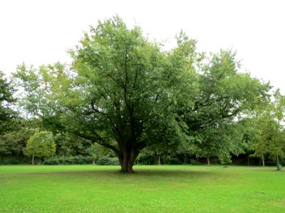 20130908Acer_saccharinum3