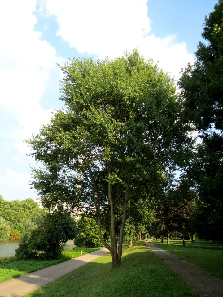 20130830Populus_tremula1