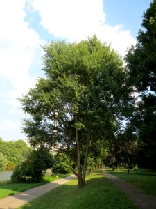 20130830Populus_tremula1