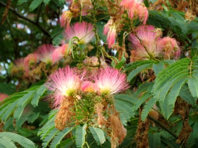 20130822Albizia_julibrissin3