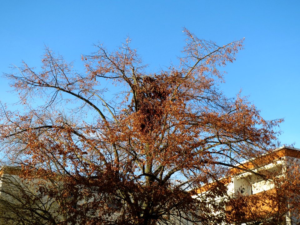 20131209Linde_Hockenheim2
