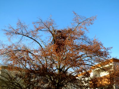 20131209Linde_Hockenheim2