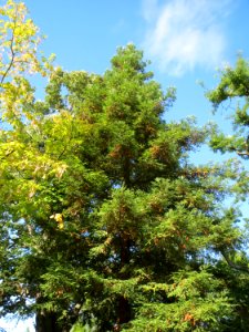 20130910Metasequoia_glyptostroboides2