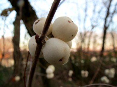 20131210Symphoricarpos_albus1