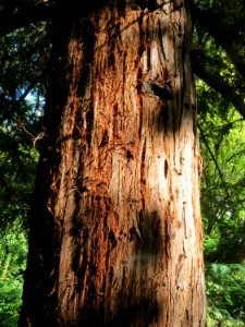 20130910Metasequoia_glyptostroboides5