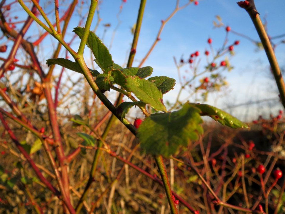 20131209Rosa_multiflora_Reilingen7