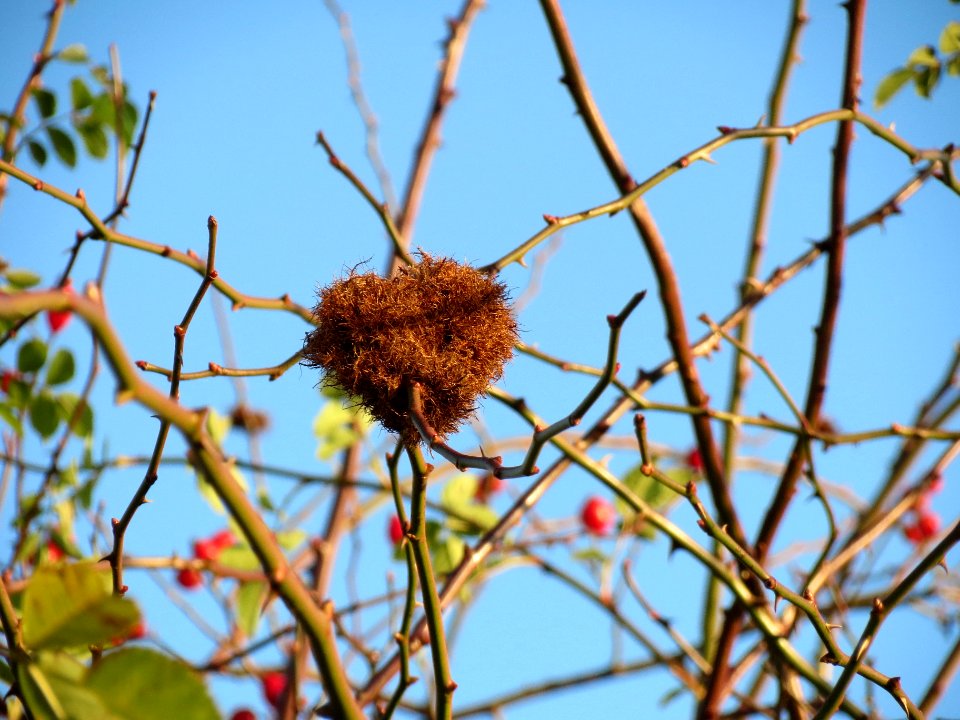20131210Rosengallwespe_Reilingen5