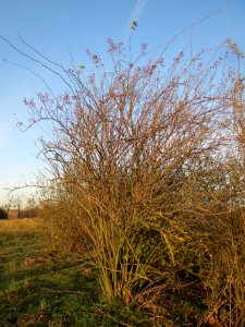 20131209Rosa_multiflora_Reilingen1