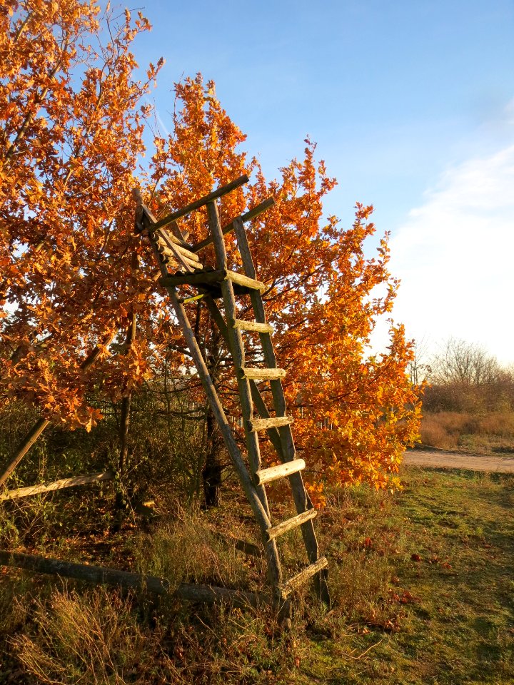 20131209Eiche_Reilingen3