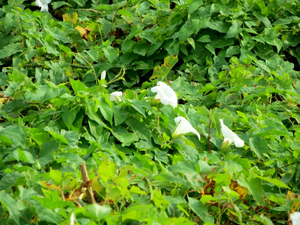 20130907Calystegia_sepium2