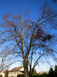 20131209Robinie_Hockenheim