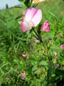 20130823Ononis_spinosa1