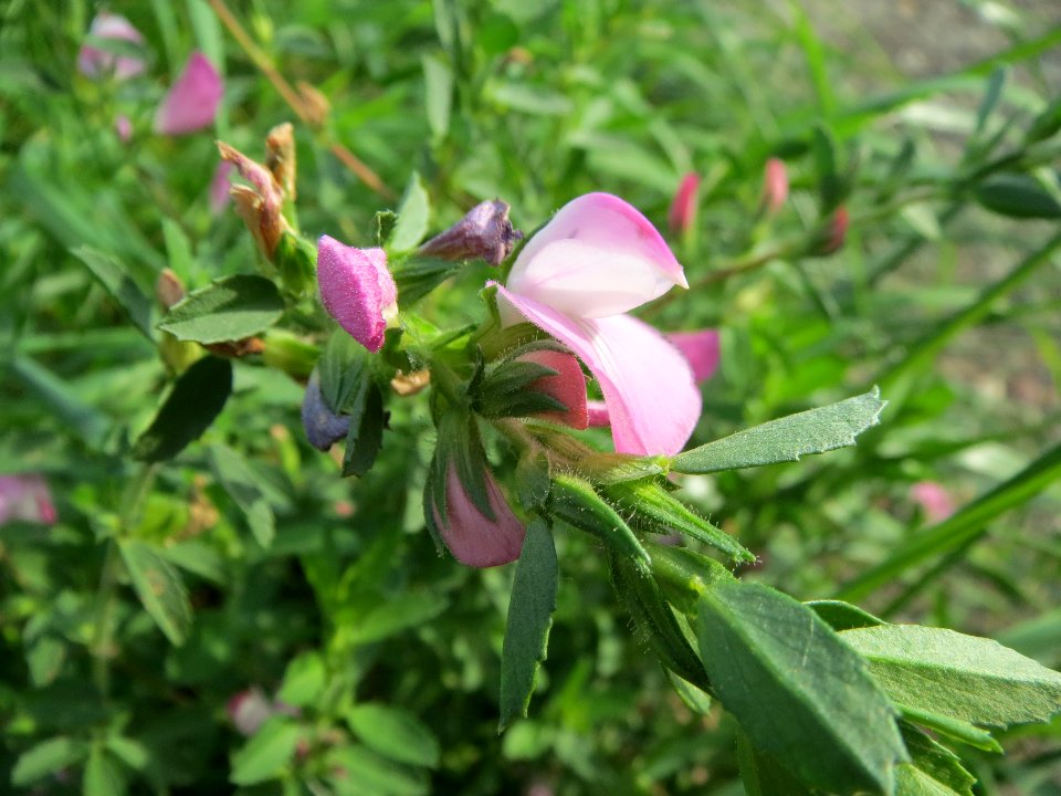 20130823Ononis_spinosa7