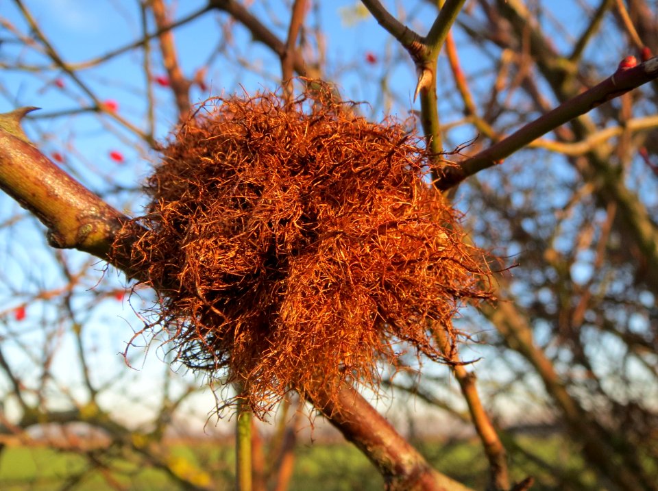 20131210Rosengallwespe_Reilingen2