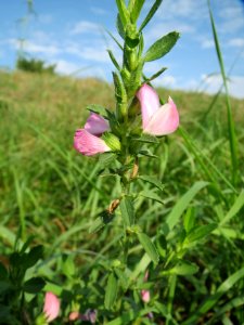 20130823Ononis_spinosa2