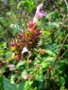 20130830Galeopsis_tetrahit5 photo