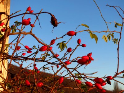 20131215Rosa_canina2