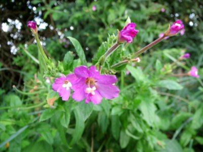 20130823Epilobium_hirsutum1