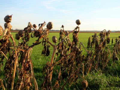 20131209Stechapfel_Reilingen2