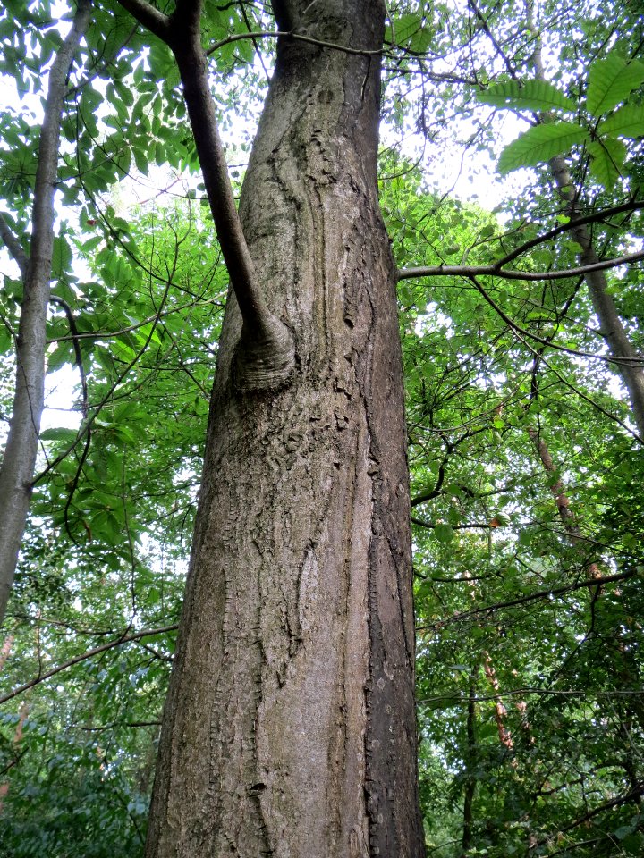 20130822Castanea_sativa1