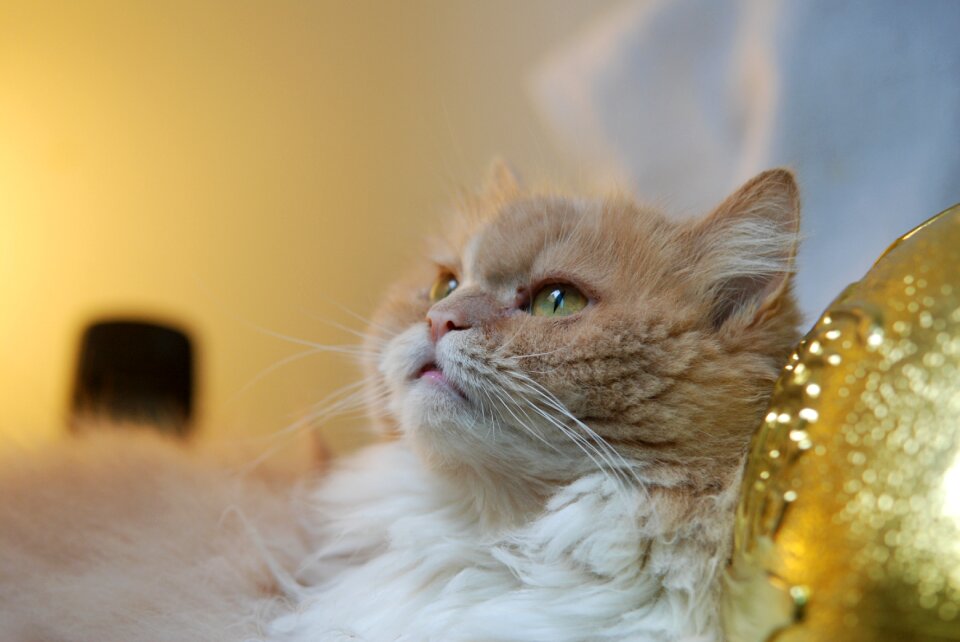 Gel reviews cat mia lateral face