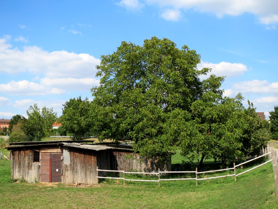 20130821Walnuss_Hockenheim1