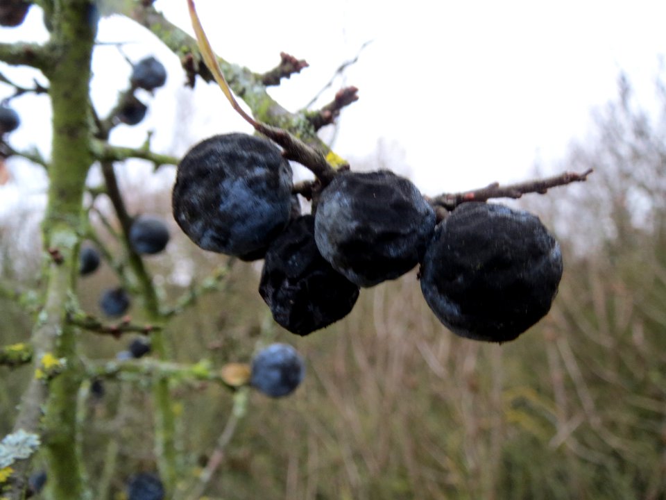 20131211Schlehe_Hockenheim2