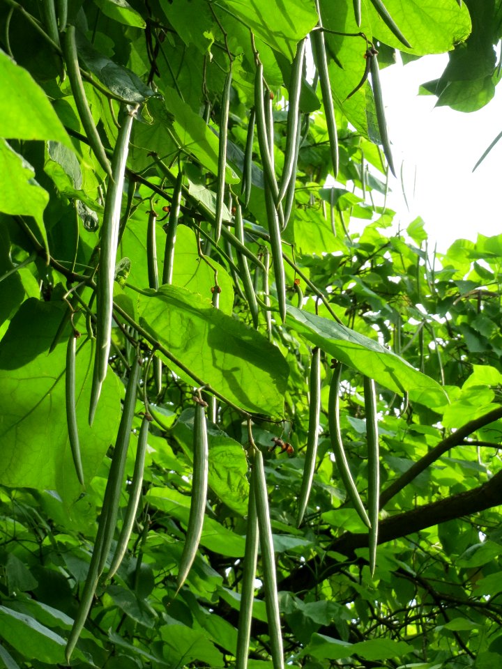20130830Catalpa_bignonioides5