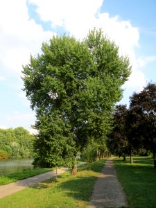 20130830Populus_tremula2