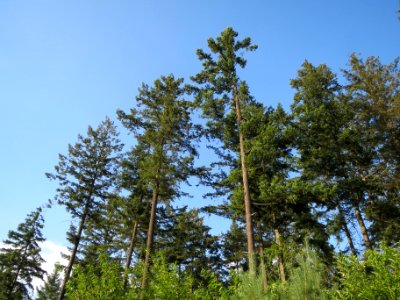 20130821Douglasie26