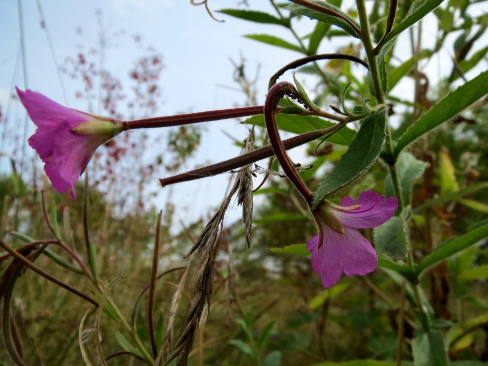 20130901Epilobium_hirsutum