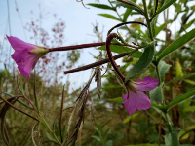 20130901Epilobium_hirsutum