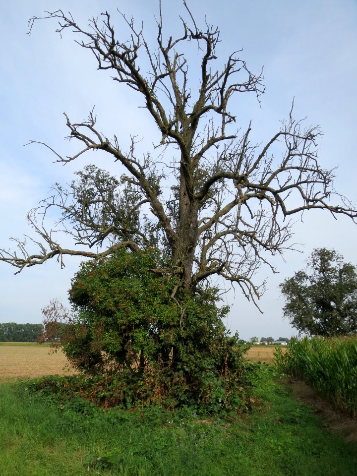20130822Birne_Reilingen1