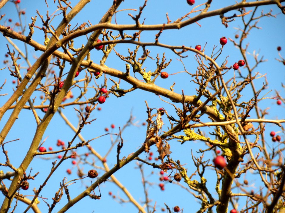 20131210Weissdorn_Reilingen1