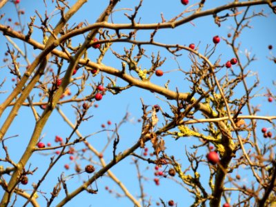 20131210Weissdorn_Reilingen1