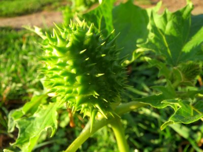 20131107Datura_stramonium
